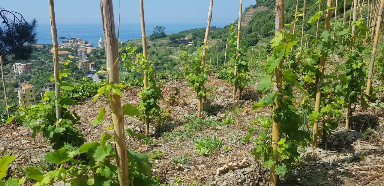 Il Soppalco Bed & Breakfast Corniglia Exterior photo